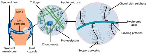 The Role Of Nutrition For Healthy Joints And Cartilage