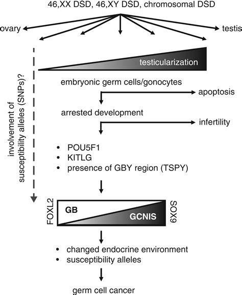 The Biology Of Germ Cell Tumors In Disorders Of Sex Development Hersmus 2017 Clinical