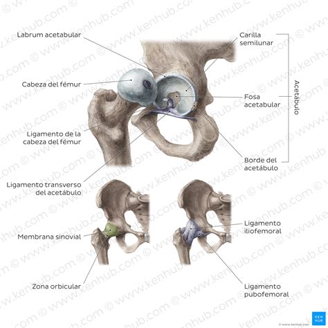 Pesado Mensajero Enriquecer Cabeza Del Femur Anatomia Visi N General