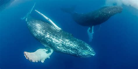 Humpback Whale Snorkeling Big Fish Expeditions