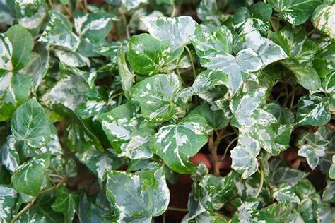 English Ivy Houseplants How To Care For Hedera Helix Indoors