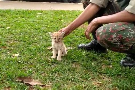 Filhote De On A Parda Resgatado Pela Pol Cia Militar Ambiental Em Rio