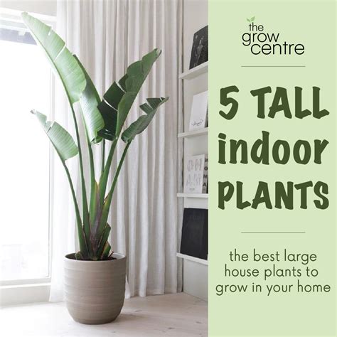 Tall Potted Plants