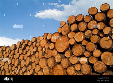 Concepts Deforestation Destruction Environment Hi Res Stock Photography