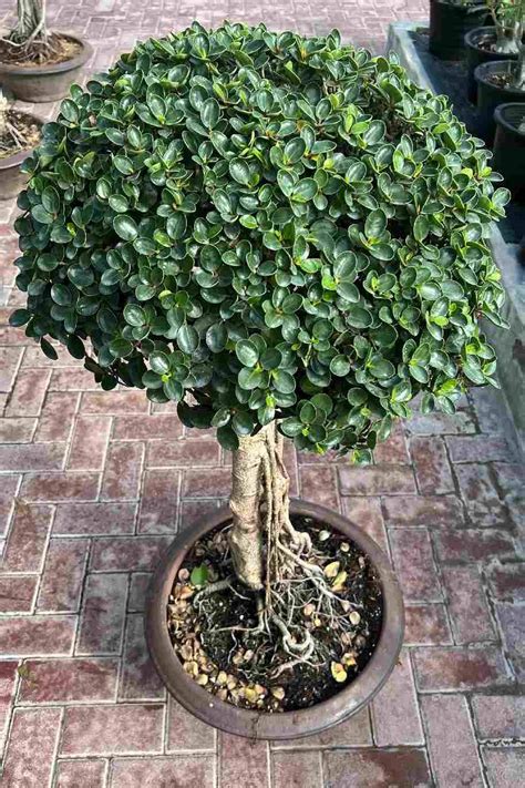 Buy Ficus Microcarpa Bonsai 1 Head Plantshop Me UAE