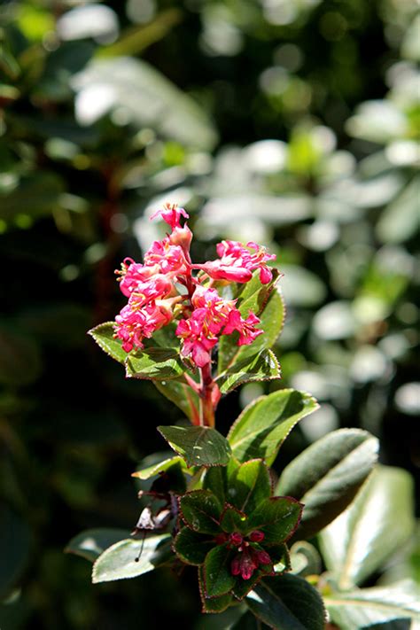 Pink Princess Escallonia (Escallonia x exoniensis 'Fradesii') in Lake Forest, California (CA) at ...