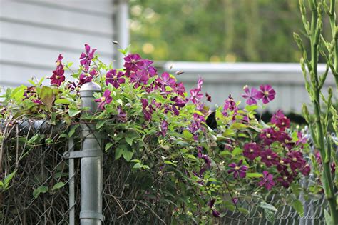 Wishes, Dreams & Other Things: Good Fences - Charming Clematis and Fences