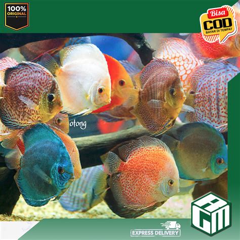 Jual Ikan Discus Size Inch Inch Up Aquarium Hias Aquascape