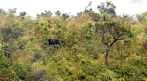 Rare tamaraw found grazing on Oriental Mindoro mountain | Inquirer News