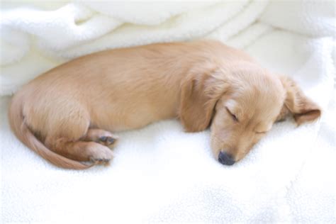 Hearts Melt As Mini Dachshund Tucks Himself Into Bed Gotta Do Everything Newsweek