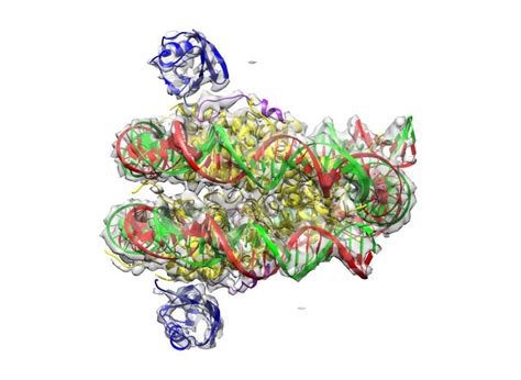 Biochemistry University Of Toronto Seeing The First Steps Of Dna Repair