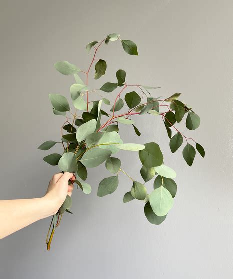 SILVER DOLLAR EUCALYPTUS