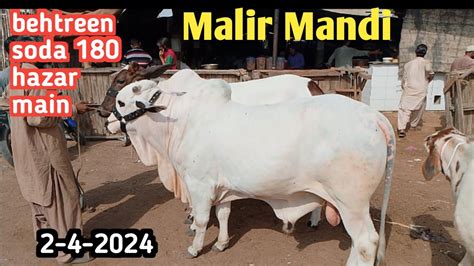 Malir Mandi Karachi Cattle Rates Update Cow Mandi Shortvideo