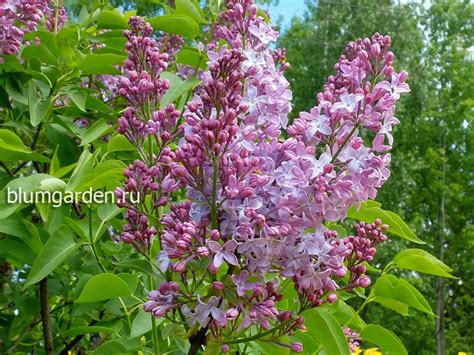 Сирень Аметист: описание сорта, характеристики, агротехника посадки и ...