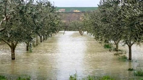 Maltempo In Irpinia Distrutti Vigneti E Uliveti Riunione