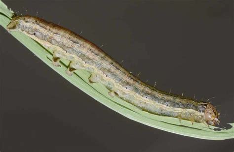 Get Know About Rice Ear Cutting Caterpillar And Its Control