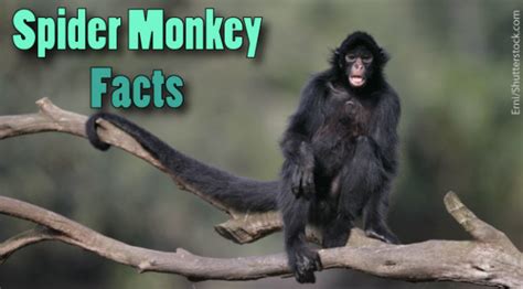 Spider Monkey Facts For Kids. Information, Pictures & Video