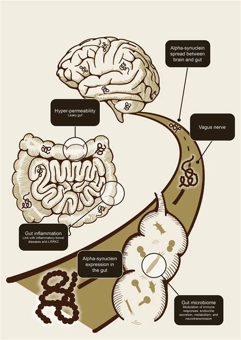 The microbiome-gut-brain axis - Neurotorium