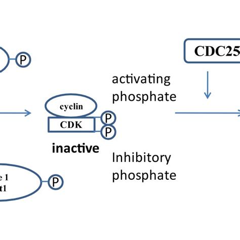 Cdc Phosphatase Activates The Cyclin Cdk Complex By Removing The