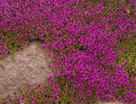 Thyme Red Creeping Farmfield Greenhouses Carl Broggi Hwy Lebanon