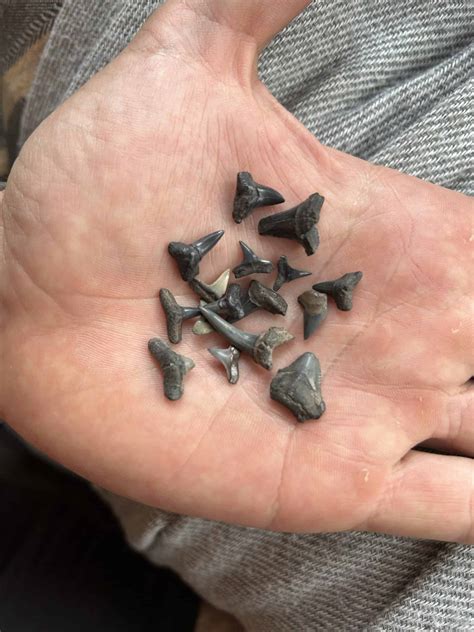 Best Places To Find Sharks Teeth In Florida