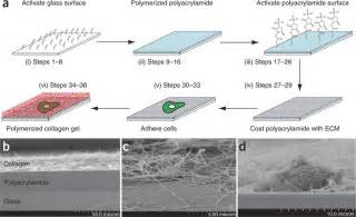 Assembly Of Sandwich Gels A Schematic Of Sandwich Gels I Silanized