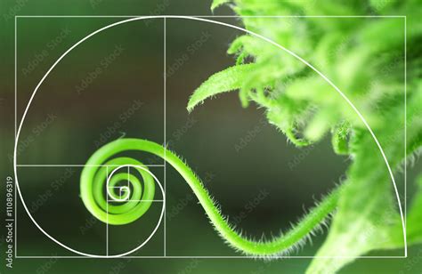 Illustration Of Spiral Arrangement In Nature Golden Ratio Concept