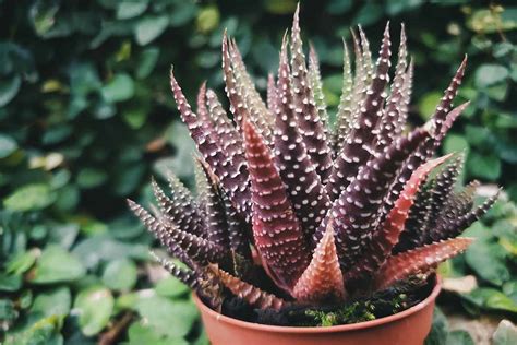 How To Grow And Care For Haworthia Indoors Gardeners Path