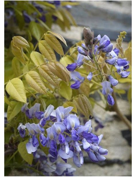 Wisteria Venusta Grande Diva Nathalie Glycine Gracieuse