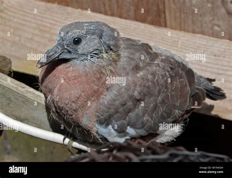 Baby Pigeon