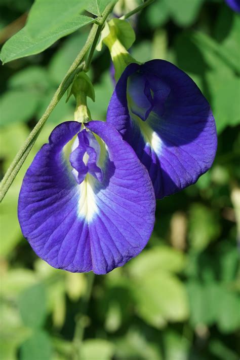 Clitoria Ternatea The Powerful Magic Of Butterfly Pea Flowers Jerry