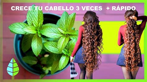 Como Hacer Crecer El Cabello R Pido Con Planta M Gica Y Muy