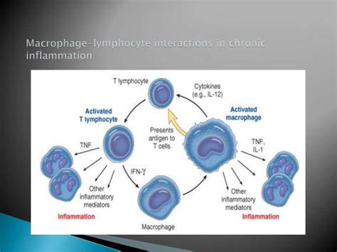 Lecture 9 Granulomatous Inflammation Ppt