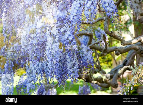 Close Up Image Of The Spring Flowering Wisteria Sinensis Or Chinese