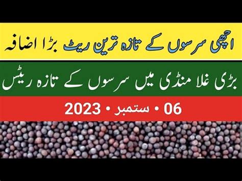 New Update Mustard Price Today 2023 Sarso Rate Today 2023 Aj Sarson