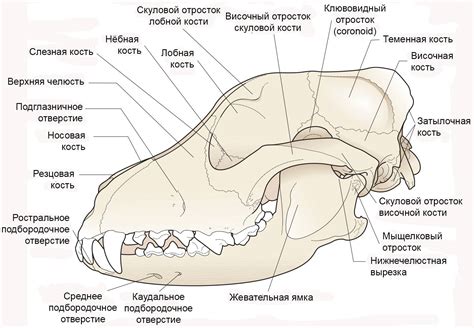 Анатомические особенности строения скелета, черепа, мышц и органов у собак