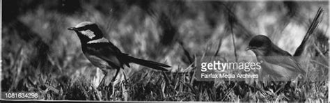 21 Dark Blue Wren Stock Photos High Res Pictures And Images Getty