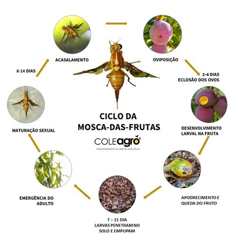 Monitoramento E Manejo Integrado Da Mosca Das Frutas