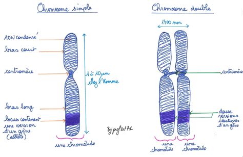 Rappels Indispensables De Génétique