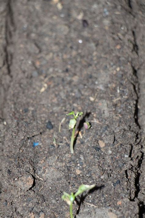 Problem on Papaya seedling with leaf disorders - Farm Questions ...