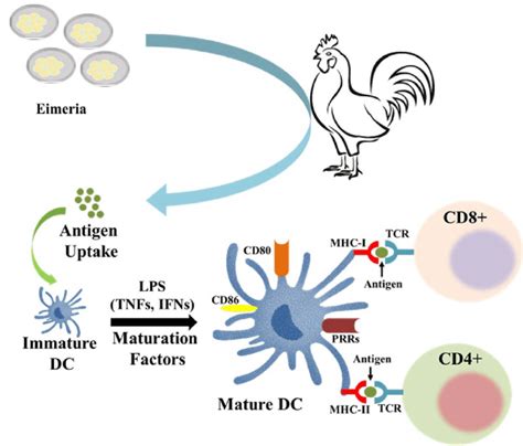 Dendritic Cell Maturation And Activation Of Cd4 And Cd8 T Cells In