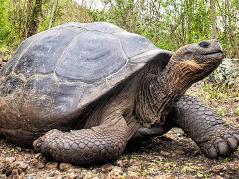 Giant Tortoise | Species | WWF