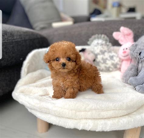 Buy Mini, Toy & Teacup Poodle Puppies in Ohio, Indiana & Missouri ...