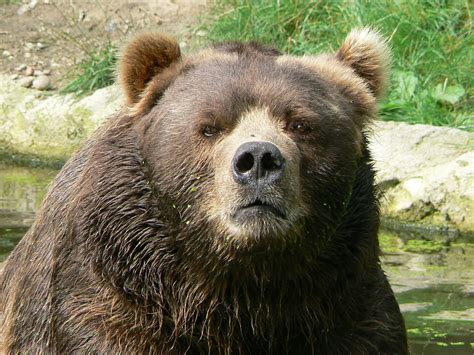 デスクトップ壁紙 水 野生動物 湿った 動物園 ハイイログマ ヒグマ 見る くま 動物相 哺乳類 脊椎動物 犬の品種