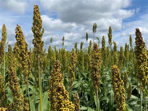 High Sorghum Yields Achieved In 2022 Despite Drought Brownfield Ag News