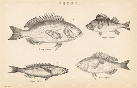 FISH Various Perch Species – Dentex, Smaris, Maena. 1880’s Illustration