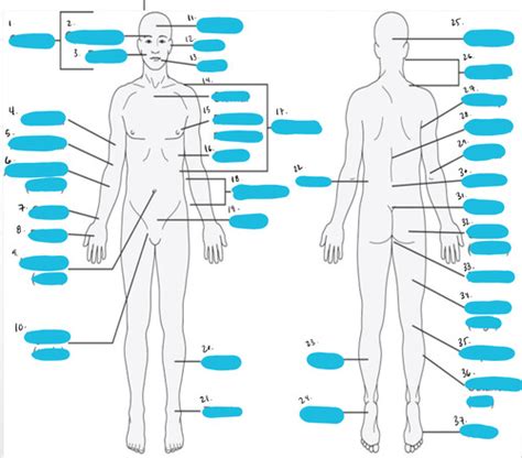 Ch Pp Sec Anatomy Flashcards Quizlet