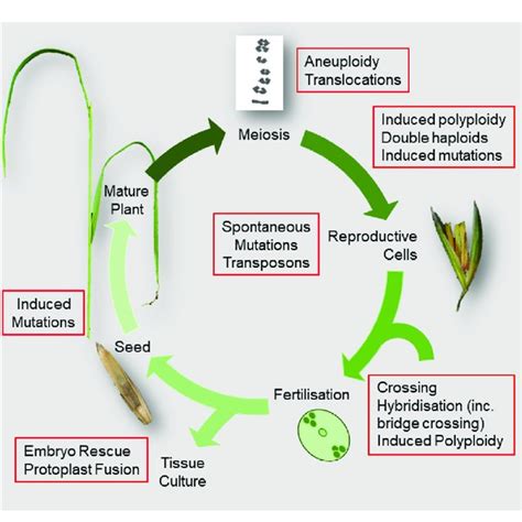 Diagram Summarising The Flowering Plant Life Cycle Showing Breeding Download Scientific Diagram