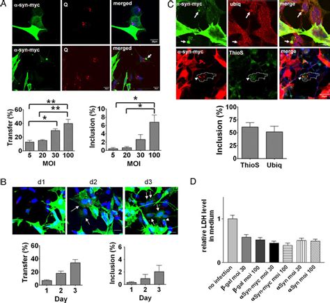 Inclusion Body Formation Via Cell To Cell Transmission Of Synuclein