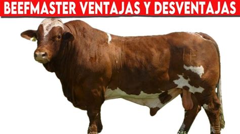 Descubre El Precio De Un Toro Beefmaster Cu Nto Cuesta Realmente